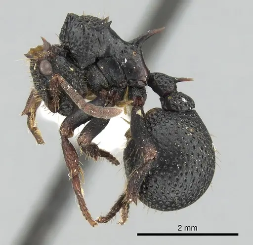 Ankylomyrma coronacantha specimen CASENT0175478 image casent0175478_3