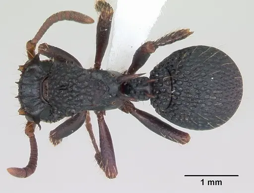 Ankylomyrma coronacantha specimen CASENT0406734 image casent0406734_1