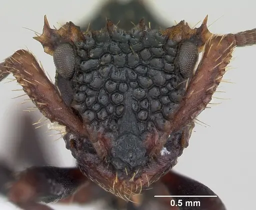 Ankylomyrma coronacantha specimen CASENT0406734 image casent0406734_2