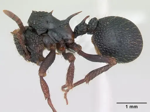 Ankylomyrma coronacantha specimen CASENT0406734 image casent0406734_3
