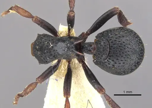 Ankylomyrma coronacantha specimen CASENT0902013 image casent0902013_1