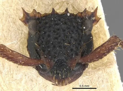 Ankylomyrma coronacantha specimen CASENT0902013 image casent0902013_2