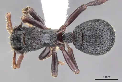 Ankylomyrma coronacantha specimen CASENT0902014 image casent0902014_1