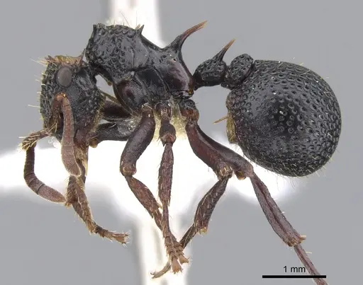Ankylomyrma coronacantha specimen CASENT0902014 image casent0902014_3