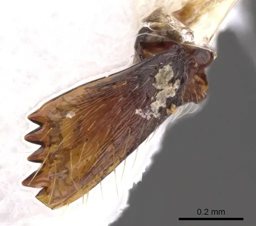 Ankylomyrma coronacantha specimen CASENT0902015 image casent0902015_1