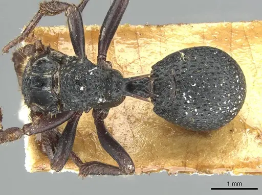 Ankylomyrma coronacantha specimen CASENT0912871 image casent0912871_1