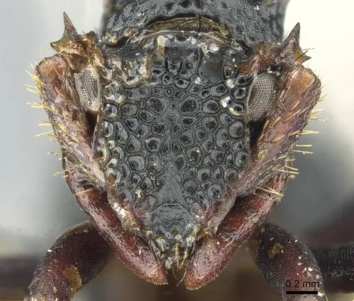 Ankylomyrma coronacantha specimen CASENT0912871 image casent0912871_2