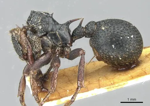 Ankylomyrma coronacantha specimen CASENT0912871 image casent0912871_3
