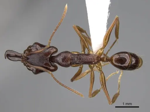 Anochetus africanus specimen CASENT0010785 image casent0010785_1