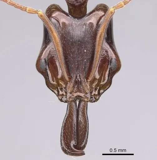 Anochetus africanus specimen CASENT0010785 image casent0010785_2