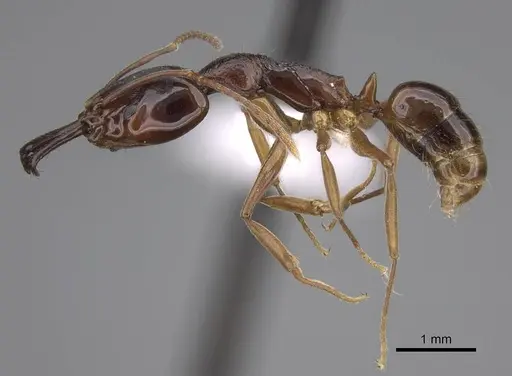 Anochetus africanus specimen CASENT0010785 image casent0010785_3