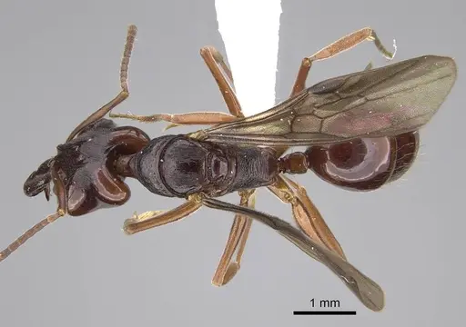 Anochetus africanus specimen CASENT0010786 image casent0010786_1
