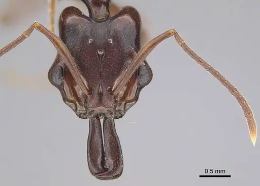 Anochetus africanus specimen CASENT0010786 image casent0010786_2
