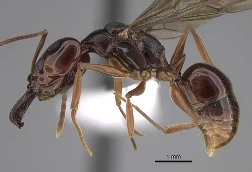Anochetus africanus specimen CASENT0010786 image casent0010786_3