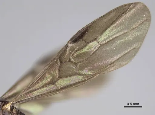 Anochetus africanus specimen CASENT0010786 image casent0010786_4