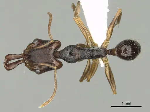Anochetus africanus specimen CASENT0010787 image casent0010787_1