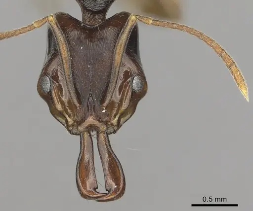 Anochetus africanus specimen CASENT0010787 image casent0010787_2