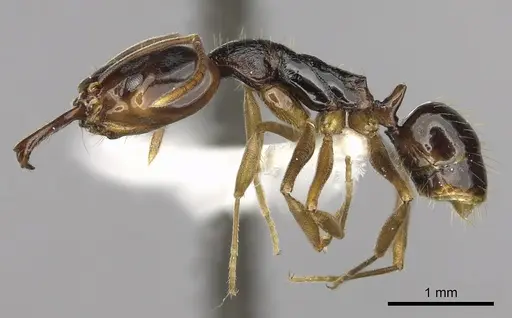 Anochetus africanus specimen CASENT0010787 image casent0010787_3