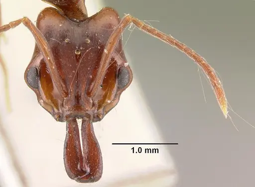 Anochetus africanus specimen CASENT0101408 image casent0101408_2