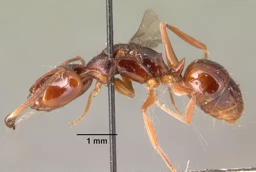 Anochetus africanus specimen CASENT0101408 image casent0101408_3