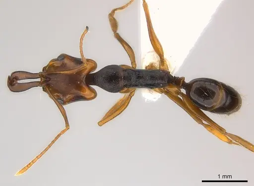 Anochetus africanus specimen CASENT0217179 image casent0217179_1