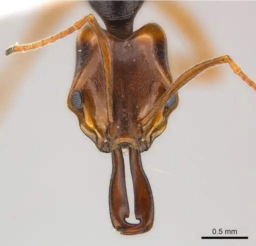 Anochetus africanus specimen CASENT0217179 image casent0217179_2