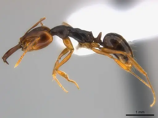 Anochetus africanus specimen CASENT0217179 image casent0217179_3