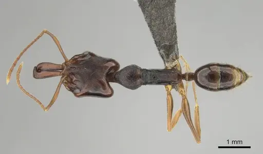 Anochetus africanus specimen CASENT0250099 image casent0250099_1