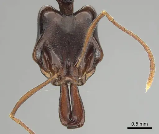 Anochetus africanus specimen CASENT0250099 image casent0250099_2