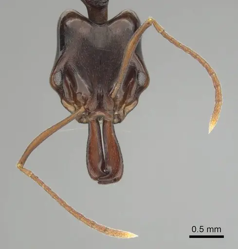 Anochetus africanus specimen CASENT0250099 image casent0250099_3