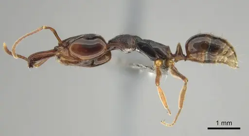 Anochetus africanus specimen CASENT0250099 image casent0250099_4