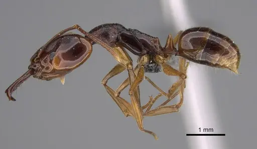 Anochetus africanus specimen CASENT0352973 image casent0352973_1