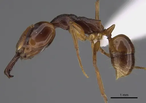 Anochetus africanus specimen CASENT0406755 image casent0406755_1