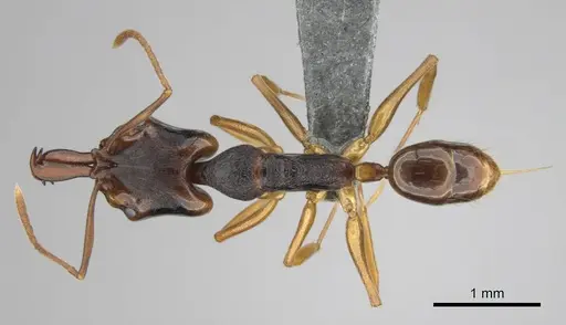 Anochetus africanus specimen CASENT0815782 image casent0815782_1