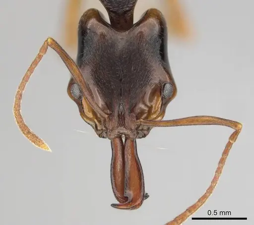 Anochetus africanus specimen CASENT0815782 image casent0815782_2