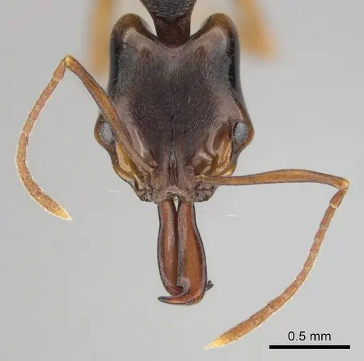 Anochetus africanus specimen CASENT0815782 image casent0815782_3