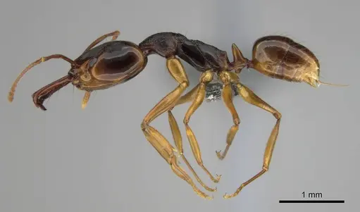 Anochetus africanus specimen CASENT0815782 image casent0815782_4