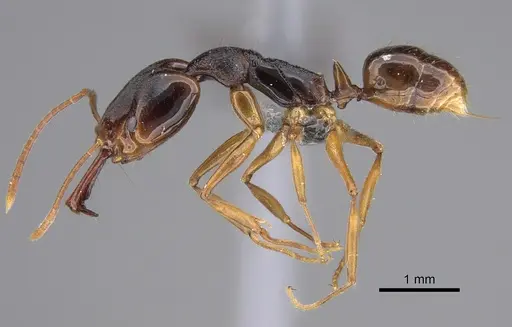 Anochetus africanus specimen CASENT0815784 image casent0815784_1