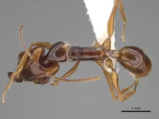 Anochetus africanus specimen CASENT0845765 image casent0845765_1