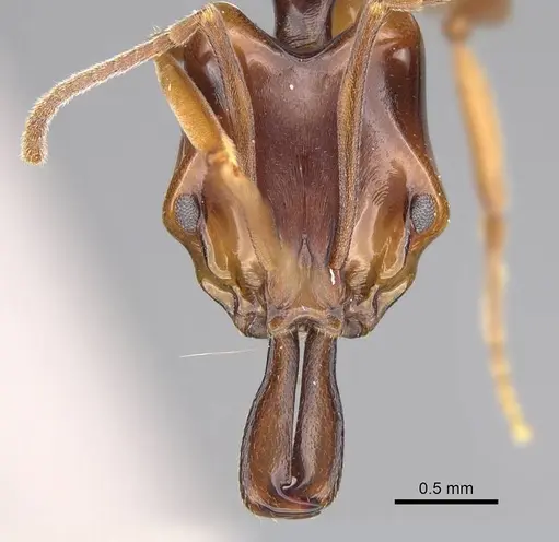 Anochetus africanus specimen CASENT0845765 image casent0845765_2