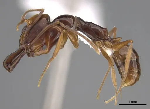 Anochetus africanus specimen CASENT0845765 image casent0845765_3