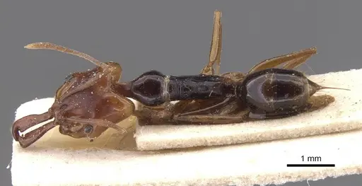 Anochetus africanus specimen CASENT0915153 image casent0915153_1