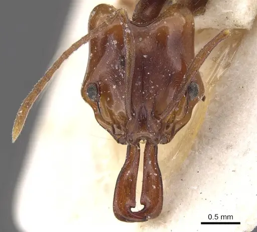 Anochetus africanus specimen CASENT0915153 image casent0915153_2