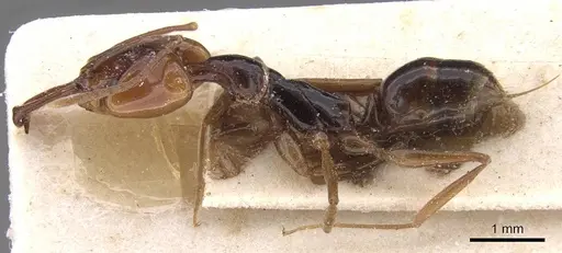 Anochetus africanus specimen CASENT0915153 image casent0915153_3