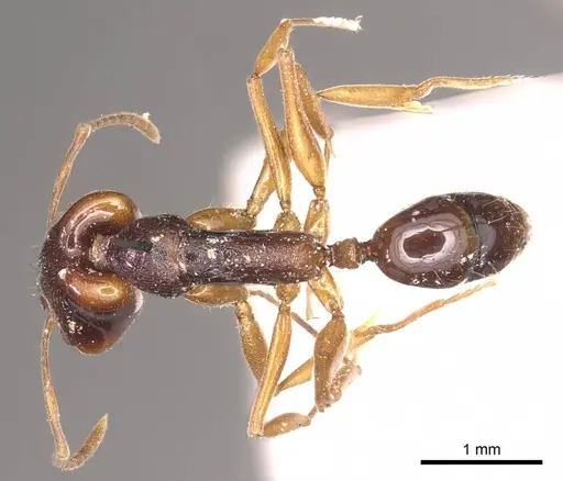 Anochetus africanus specimen CASENT0915884 image casent0915884_1