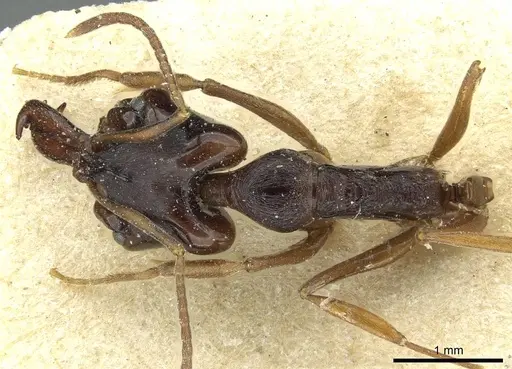 Anochetus africanus specimen RMCAENT000017740 image rmcaent000017740_1