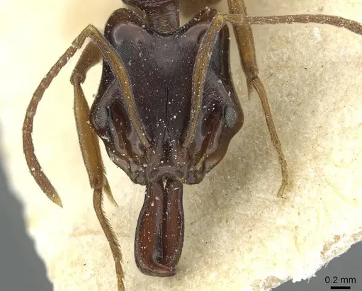 Anochetus africanus specimen RMCAENT000017740 image rmcaent000017740_3