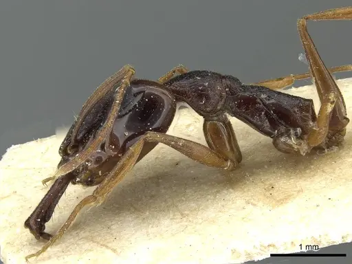 Anochetus africanus specimen RMCAENT000017740 image rmcaent000017740_4
