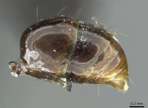 Anochetus africanus specimen RMCAENT000017740 image rmcaent000017740_5