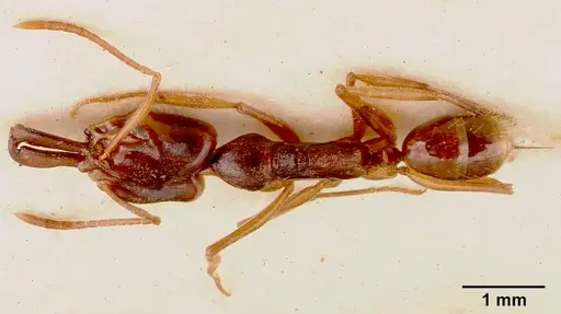 Anochetus africanus specimen SAM-HYM-C002513A image sam-hym-c002513a_1